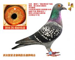 張根林最新鑒鴿，探索鑒鴿新境界