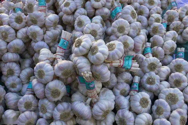 中牟大蒜最新價(jià)格表——市場走勢與種植戶心態(tài)分析