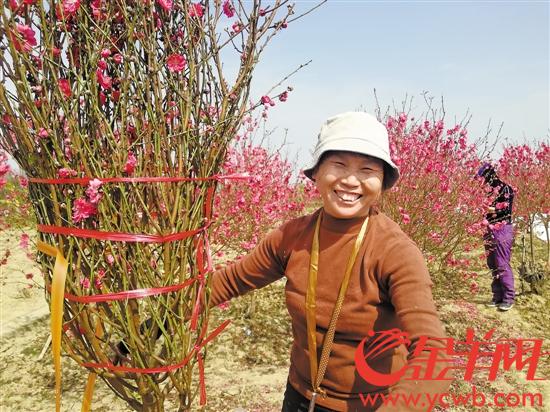 桃花族最新潮流，探索時(shí)代前沿的浪漫風(fēng)情
